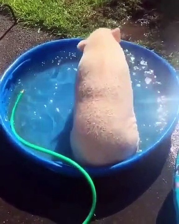 Ce cochon aime vraiment son bain !