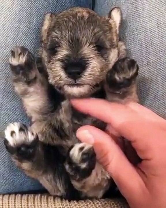 Comment résister à un chien si mignon ?  On craque tous quand il nous fait les yeux doux