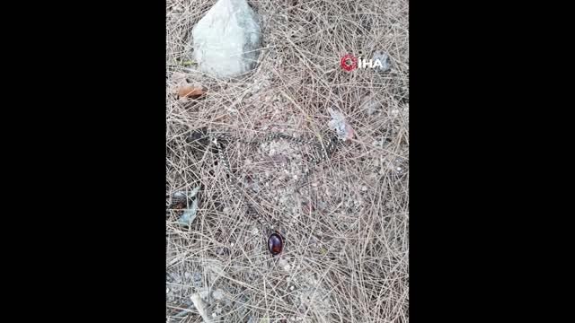 Ormanlık alanda belden yukarısı olmayan kadın cesedi bulundu