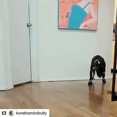 Ce chien marche avec des chaussures, pas évident pour lui !