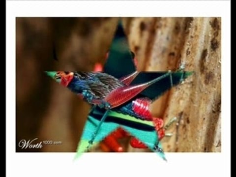 Dans la vie on rencontre parfois de drôles d'éspèces!