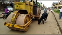 Tragic scene as cow tries to halt steamroller years after calf’s death in accident
