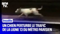 À Paris, le trafic de la ligne 13 fortement perturbé à cause... d'un chien