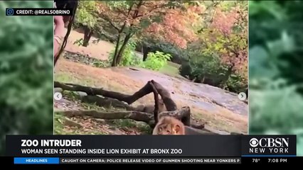 Kendini aslanların önüne attı !