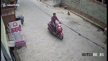 Troop of 'hooligan' monkeys attack three people at street corner in north India