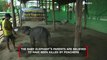 Staff Battle to Save Baby Elephant Injured by a Hunter’s Trap in Myanmar