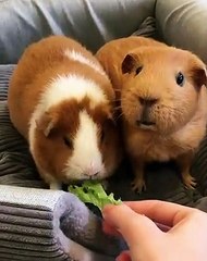 Trop gourmand ! Ce cochon d'inde mange sa part et pioche dans l'assiette de son compagnon.