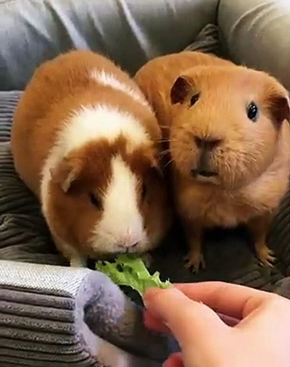 Trop gourmand ! Ce cochon d'inde mange sa part et pioche dans l'assiette de son compagnon.