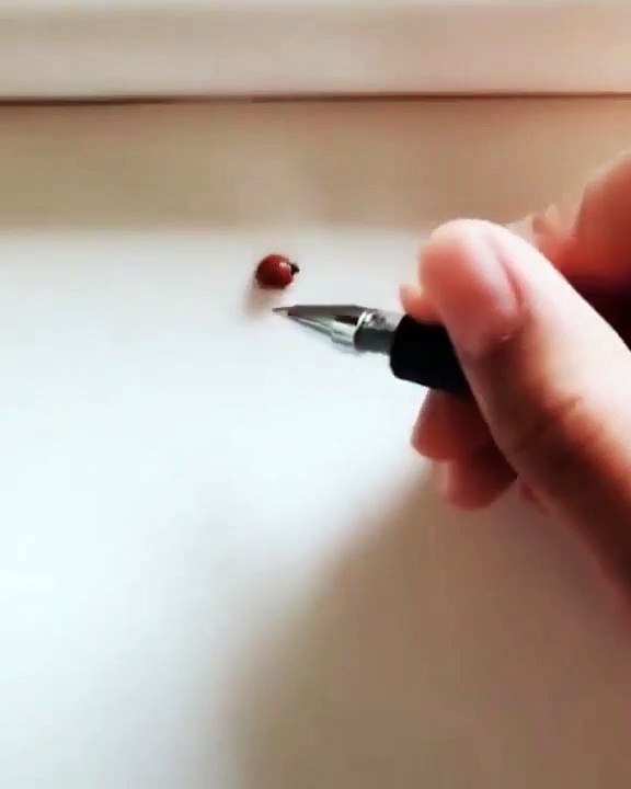 Regardez ce qu'elle arrive à faire faire a cette coccinelle; c'est juste magique