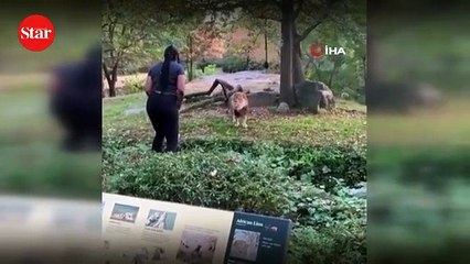 ABD’li kadının aslanla tehlikeli dansı