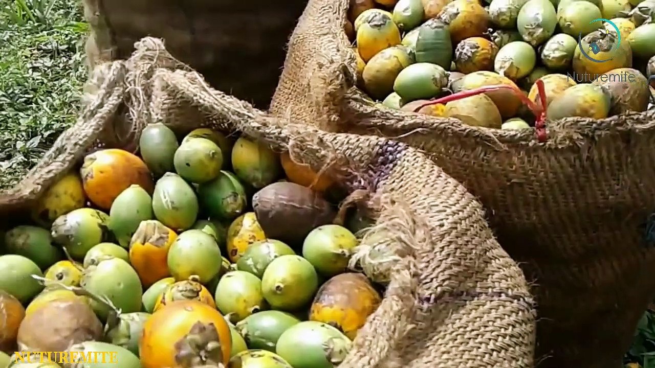 betel nut benefits and side effects complete research || Nuturemite English