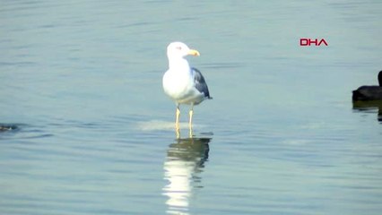 Küçükçekmece gölü'nde su samuru heyecanı - 1