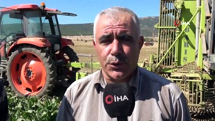 Şeker Pancarında Hasat Zamanı