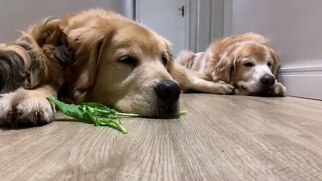 Cette famille de golden retriever va vous faire fondre... Des câlins et des bisous que demander de plus