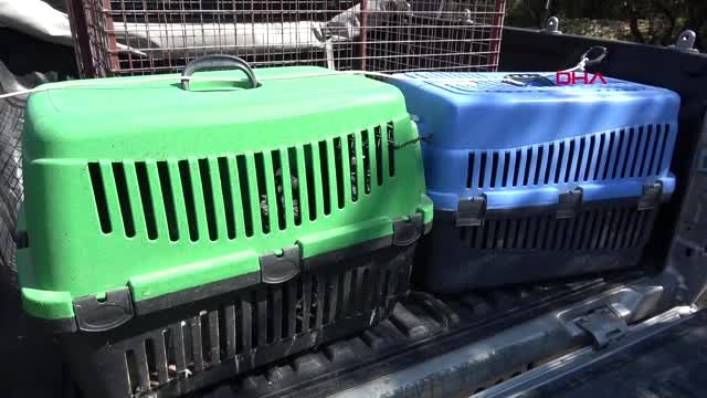 Afyonkarahisar-tedavileri tamamlanan 2 kızıl şahin doğaya salındı