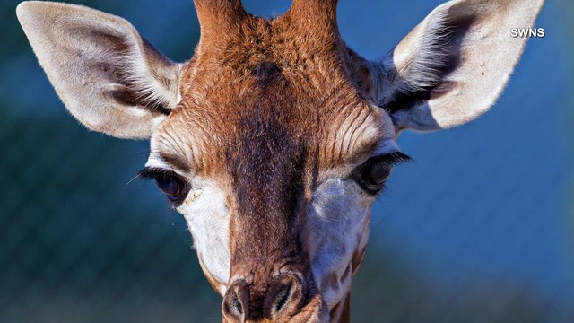 Photographer Snaps Pic of Young Giraffe Cheekily Sticking Tongue Out!