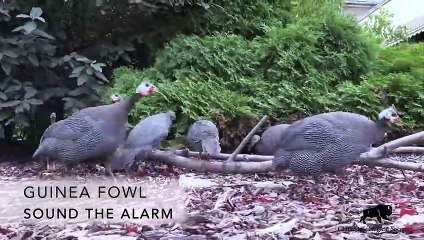 Guinea Fowl Sound the Alarm