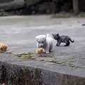 Scène inattendue et trop mignonne ! Moment de tendresse entre un chiot et un paquet de poussins