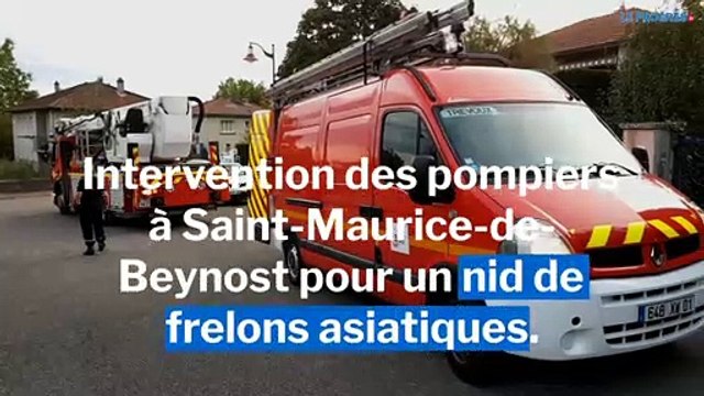 Les pompiers s'attaquent à un nid de frelons asiatiques à Saint-Maurice-de-Beynost