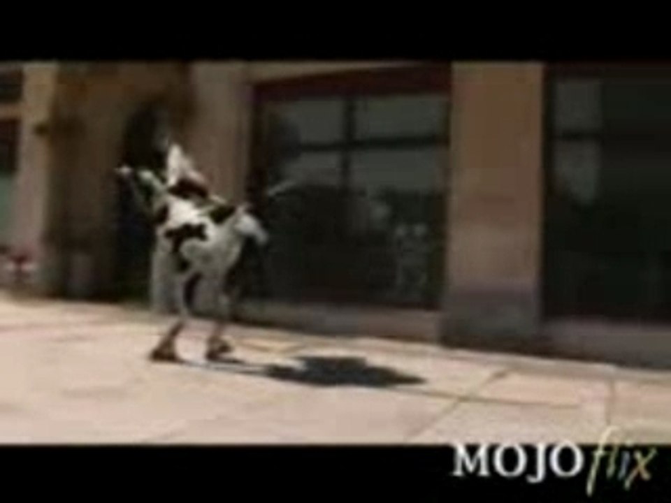 Crazy-Cow