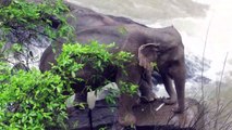 Seis elefantes mortos na Tailândia