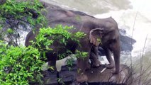Seis elefantes salvajes mueren ahogados al resbalar en una cascada en Tailandia