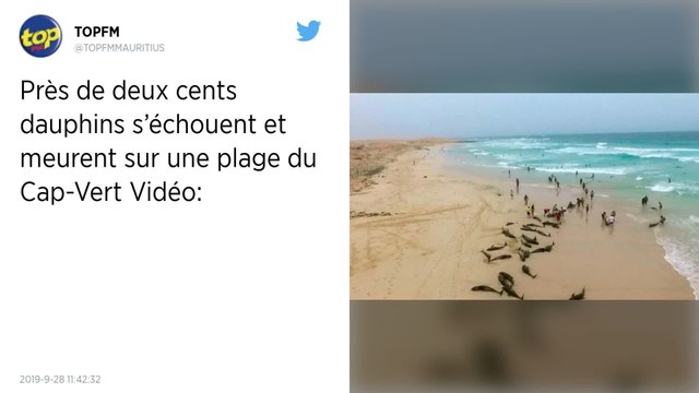 Pourquoi y a-t-il des échouages massifs de dauphins au Cap-Vert ?