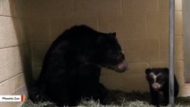 Andean Bear Cub Adorably Wrestles With Mom