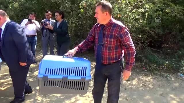 Tedavisi tamamlanan kızıl şahinler doğaya salındı