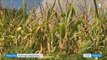 DOCUMENT FRANCE 3. En Mayenne, une mère de famille atteinte de deux tumeurs dénonce l'utilisation de pesticides à huit mètres de son domicile