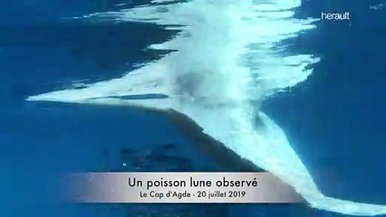 Un poisson lune observé au large du Cap d'Agde