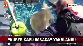 Kaplumbağa Uyuşturucu Taşırken Yakalandı - Röportaj Adam