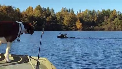 Couple Catches Moose Swimming Across Alaskan River