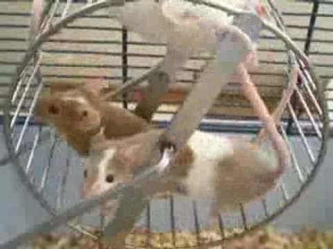 Rodentia le blog des rongeurs souris, rats, lapins, hamster