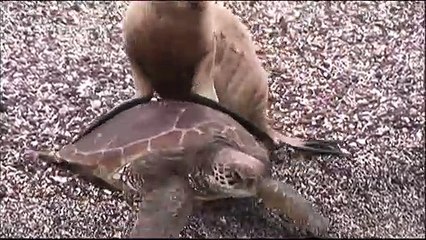 Ce bébé lion de mer grimpe sur le dos d'une tortue... Adorable