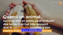 Euthanasie : un vétérinaire raconte ce que fait un animal avant de mourir - VIDEOFRE.com