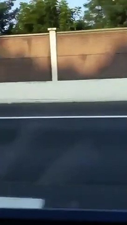 Ces chiens prennent la moto avec leurs lunettes !