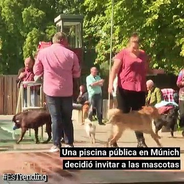 Acompañados por sus dueños, estos canes no desaprovecharon la oportunidad para darse un 'chapuzón'
