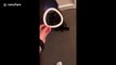 Feline dizzy: Silly cat spins like a tornado after ring tossed on tail