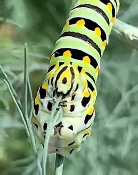 Hungry Caterpillar Enjoys Breakfast