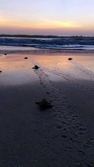 Bale of Baby Sea Turtles Flap Towards the Ocean