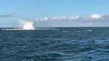 Mother and Calf Whales Breach Together