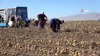 Niğde'de patates hasadı başladı