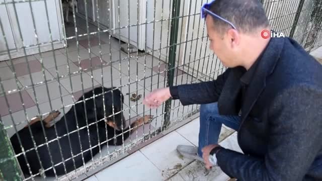 Öldü sandığı köpeğine okul gezisinde kavuştu