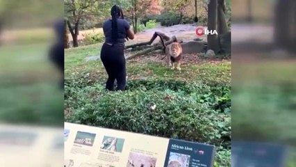 - ABD'li kadının aslanla tehlikeli dansı