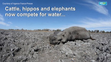 Animals face drought in Botswana's Okavango