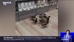 À Canet-en-Roussillon, ces 7 canards ont fait irruption dans un magasin bio pour picorer des graines