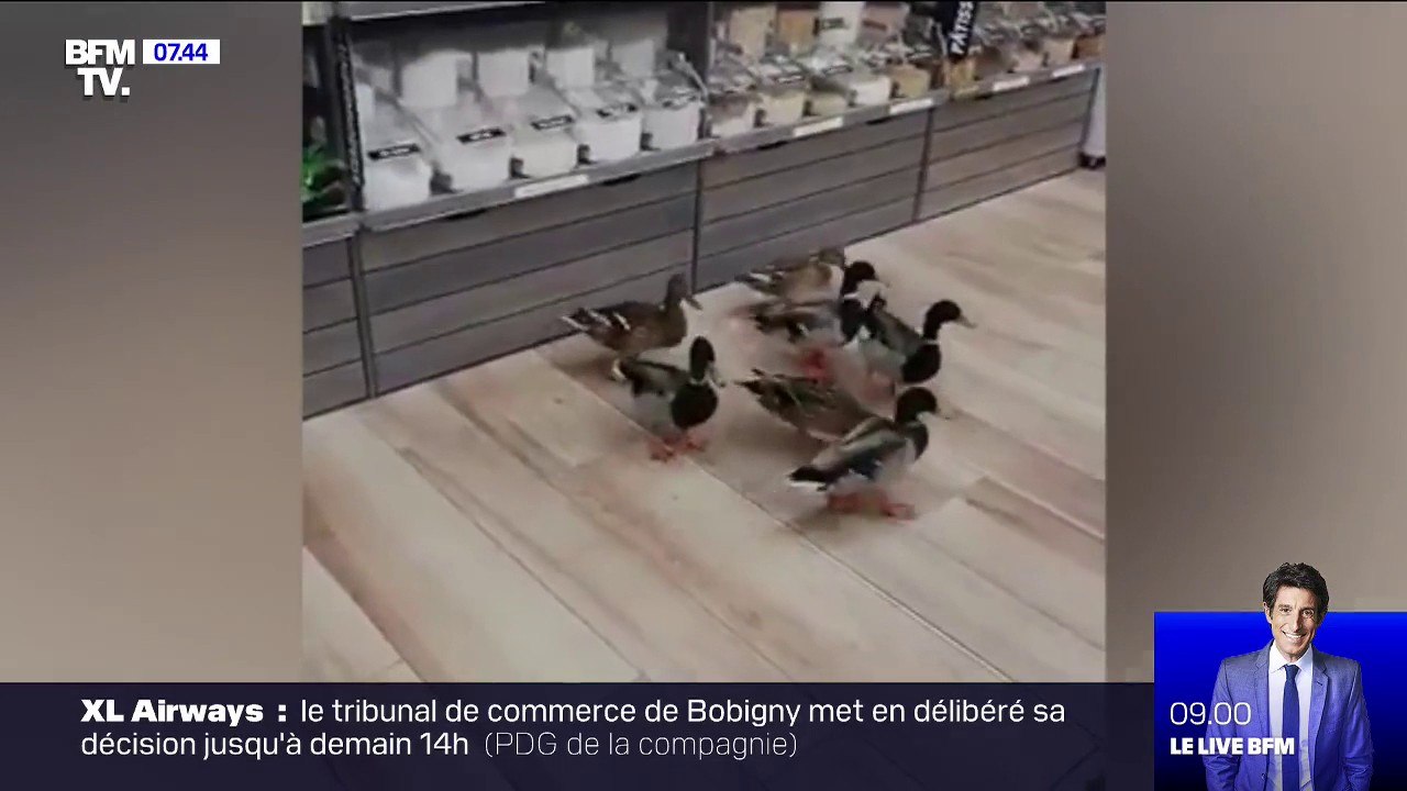 À Canet-en-Roussillon, ces 7 canards ont fait i...