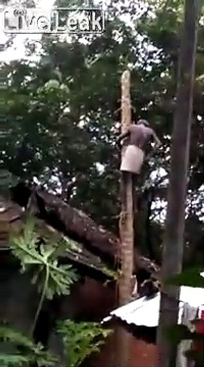 Il coupe un arbre... et tombe avec le tronc !