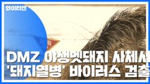 DMZ 야생멧돼지 사체서 '돼지열병' 바이러스 검출  / YTN